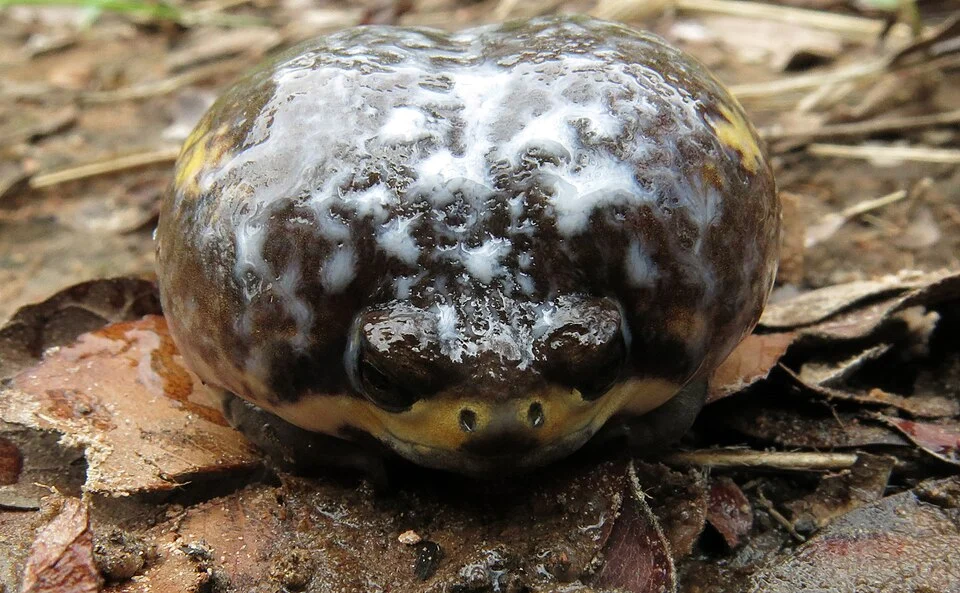 Breviceps poweri, Lusaka, Zambia