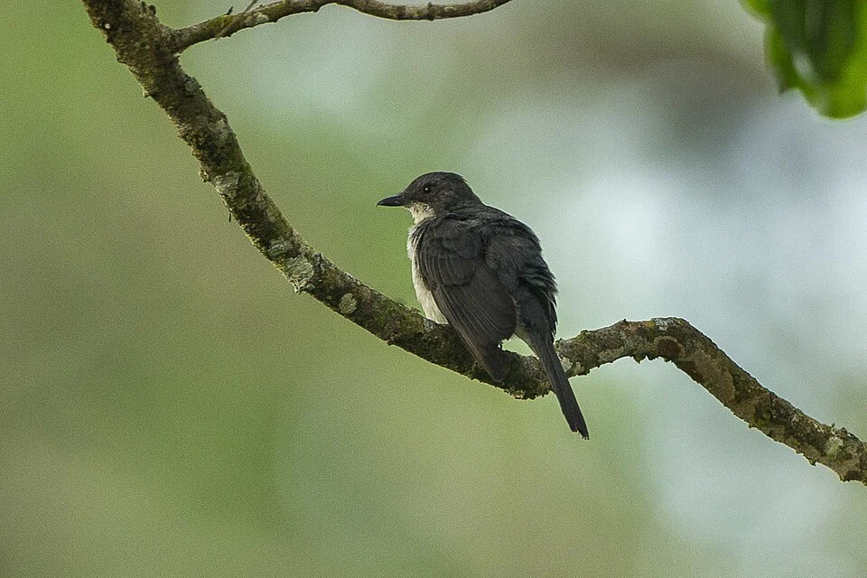 Fraser's Forest Flycatcher from Canopy Walkway - Kakum NP - Ghana 14_S4E2333