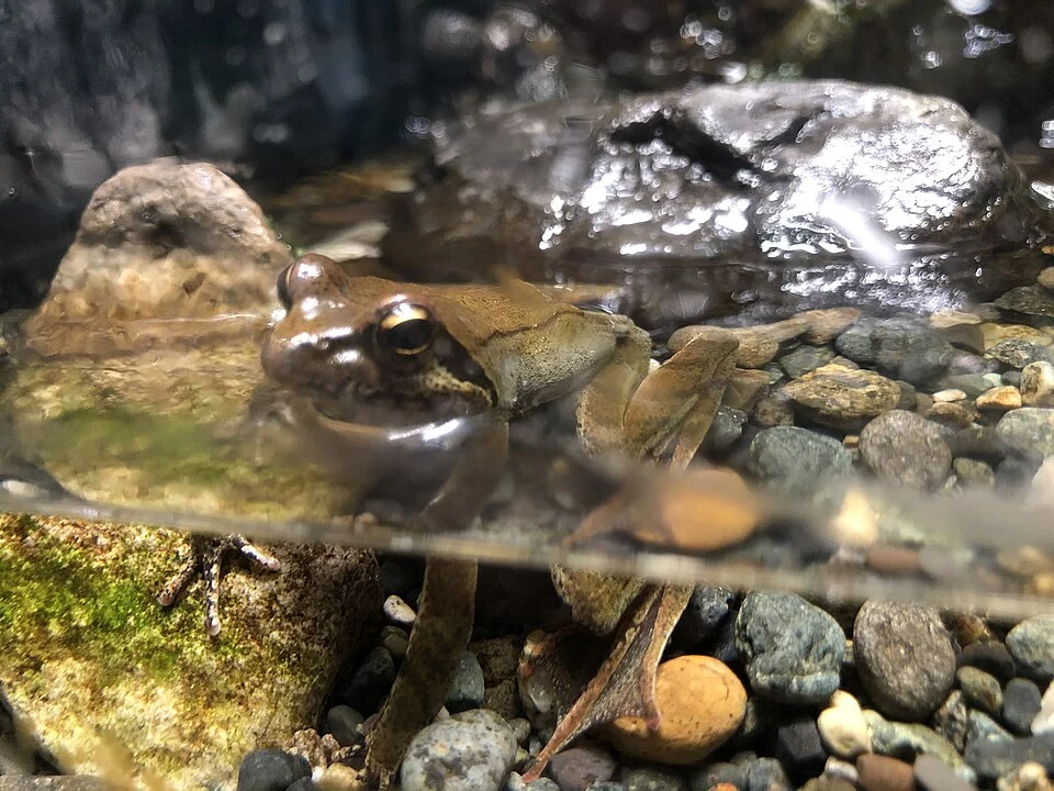 ja:ナガレタゴガエル。ja:山梨県立富士湧水の里水族館飼育展示個体。
