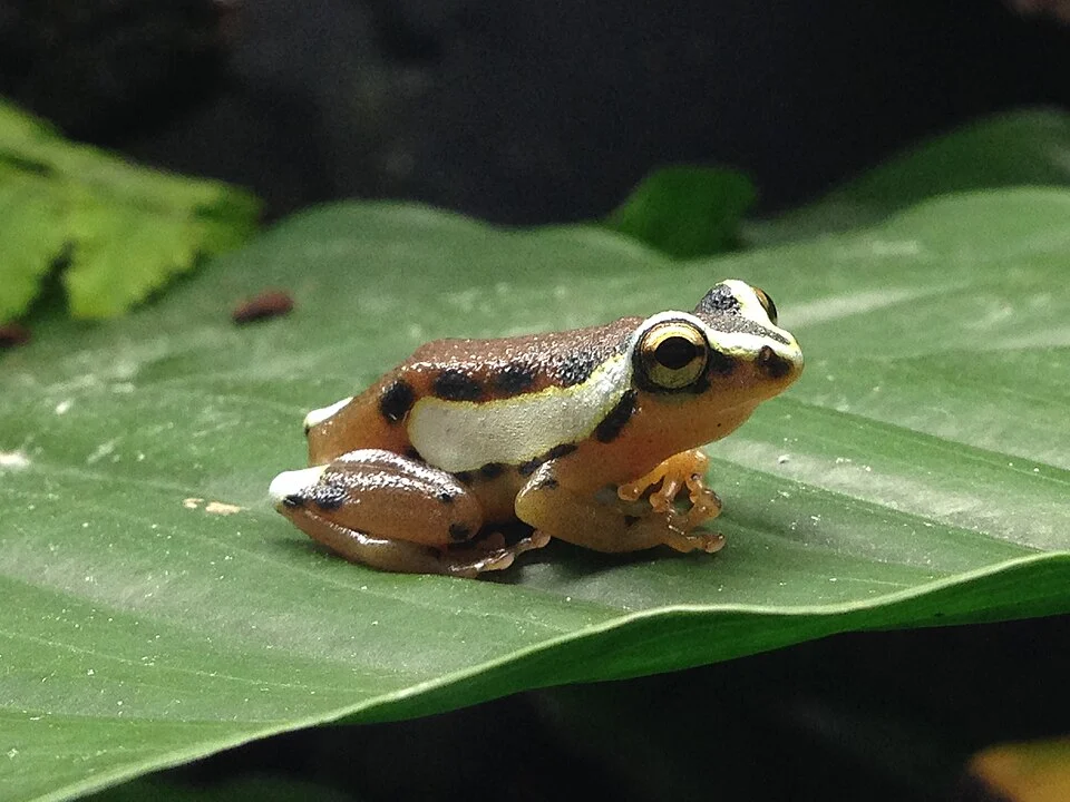 Captive specimen of Hyperolius mitchelli photographed at the Vancouver Aquarium Marine Science Centre on 2014-06-23