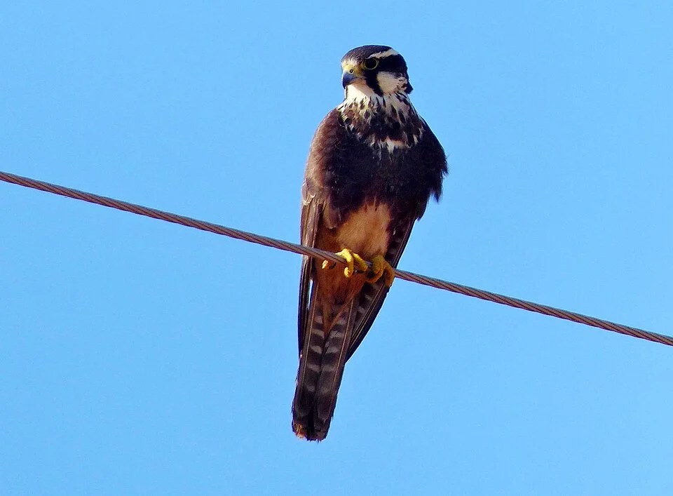 Transpantaneira, Poconé, Mato Grosso, BRAZIL