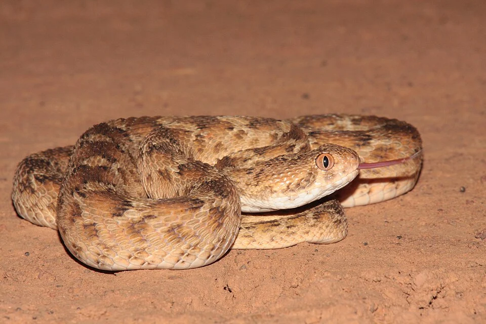 Echis leucogaster in Niamey, Niger. Photo by B. P. White. Original iNaturalist observation here: https://www.inaturalist.org/observations/35962272