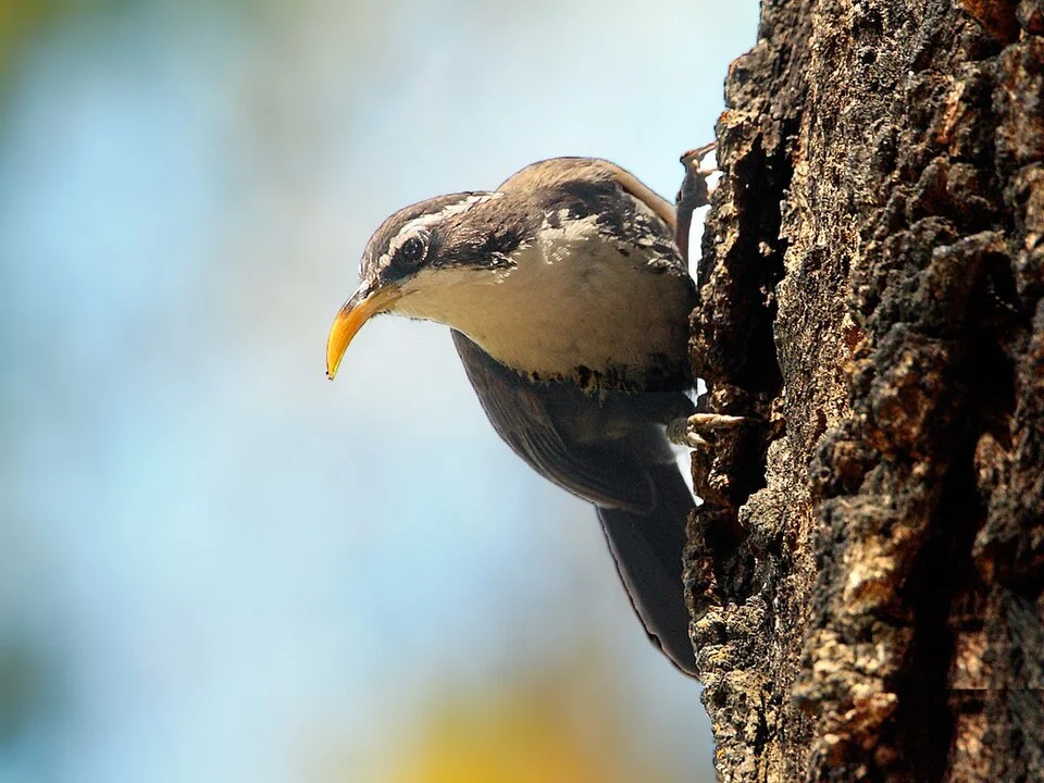 Indian Scimitar Babbler at Ooty, S.India