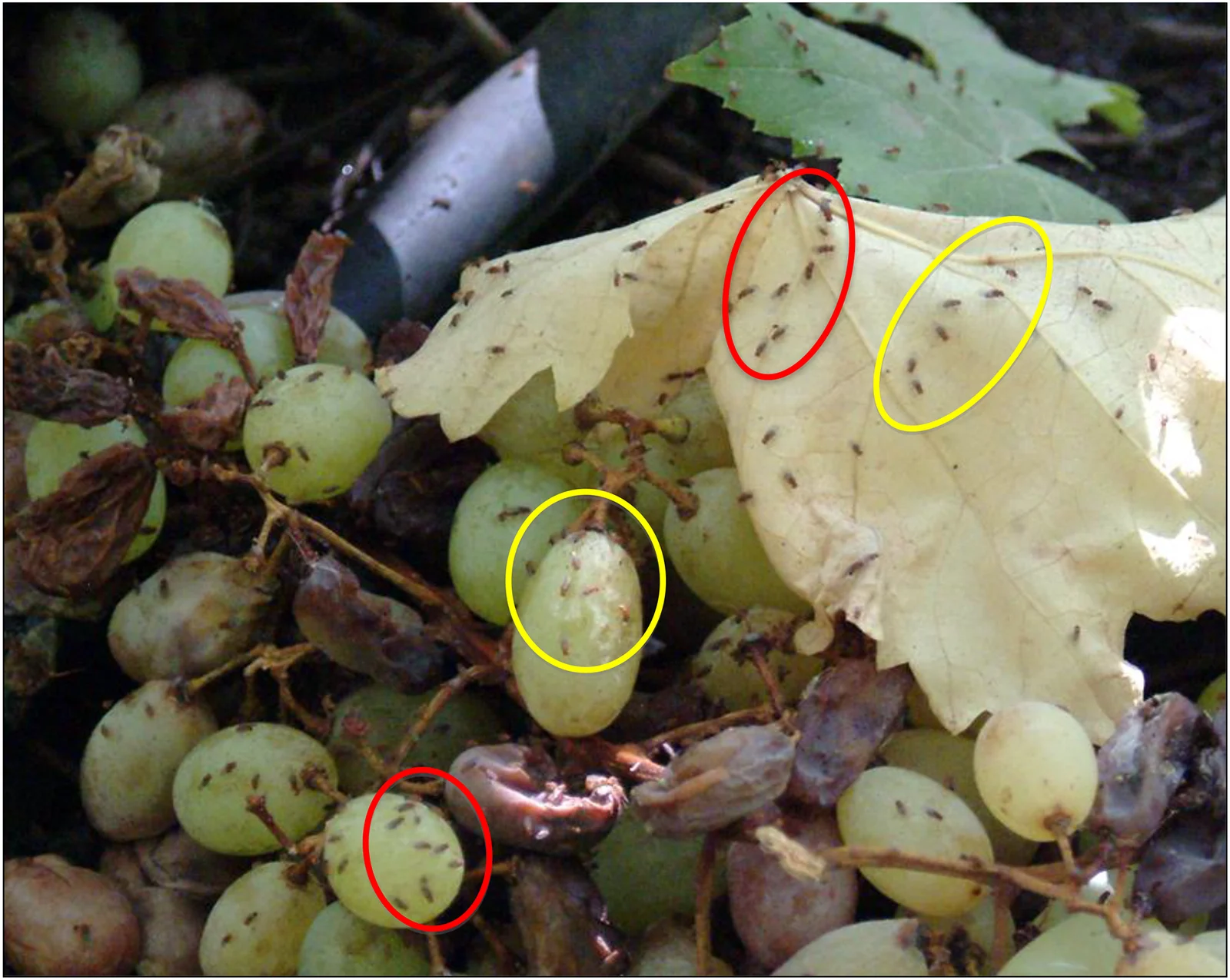 Drosophila melanogaster marked by red ovals and Drosophila simulans by yellow ovals on fallen grapes and dry leaves in a Chilean orchard