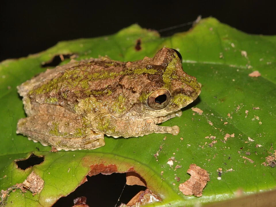 Kurixalus verrucosus in Thong Pha Phum National Park, Thailand. Photo by Ian Dugdale. Original iNaturalist observation here: https://www.inaturalist.org/observations/301780375