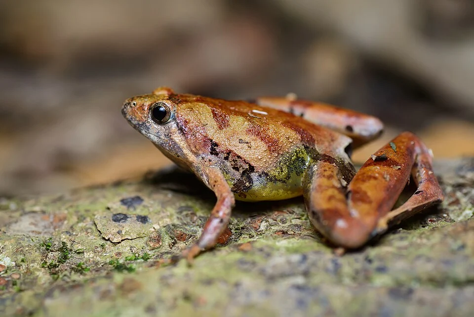 Microhyla berdmorei, Berdmore's chorus frog - Khao Luang National Park.
Photo by Thai National Parks, https://www.thainationalparks.com/khao-luang-national-park.