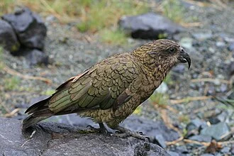 An olive-brown kea standing on a rock with its hooked beak and layered wing feathers visible.