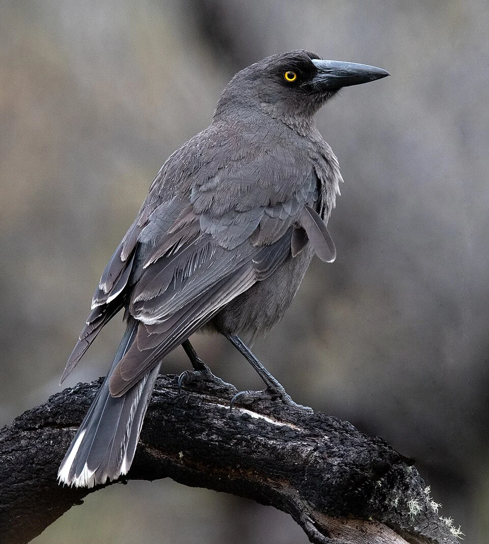 Grey currawong Strepera versicolor at Perup, Western Australia