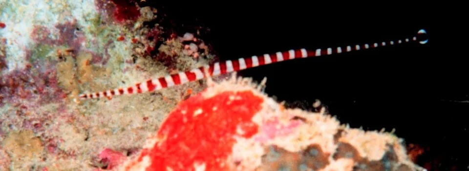 A many-banded pipefish (Doryrhamphus multiannulatus) in the Gulf of Aqaba region of the Red Sea.