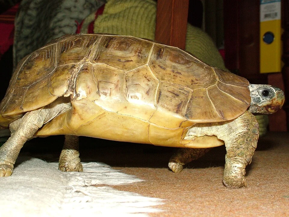 Male adult Kinixys belliana nogueyi