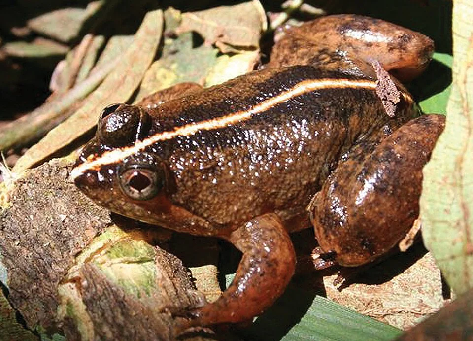 Occidozyga laevis from Dyadyadin. Photo: MVW.