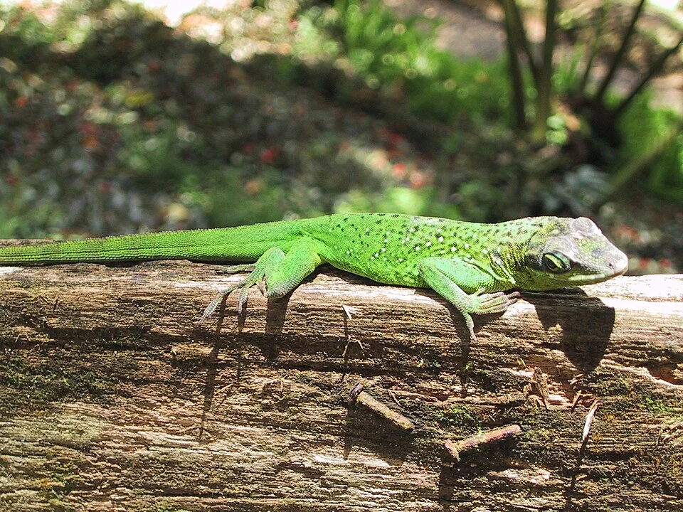 Anolis roquet on log