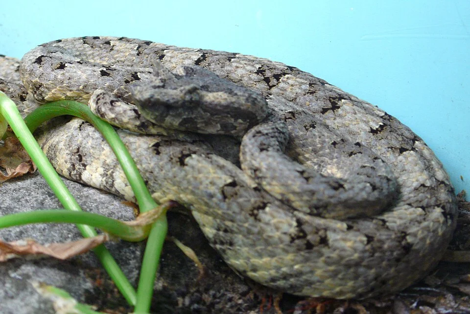 Fan-Si-Pan horned pitviper (Protobothrops cornutus, previously Trimeresurus cornutus)