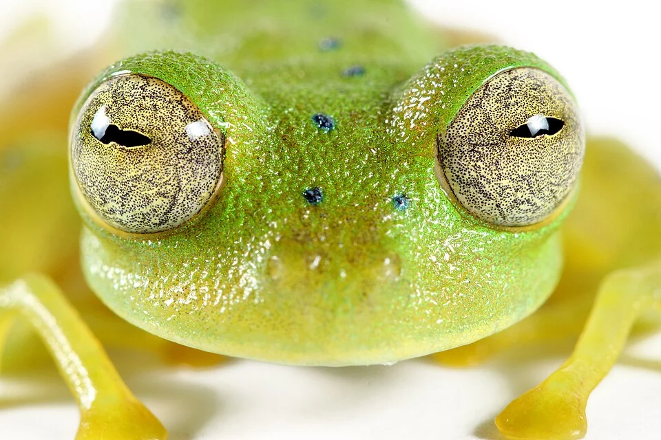 Nymphargus cochranae from Zamora, Ecuador