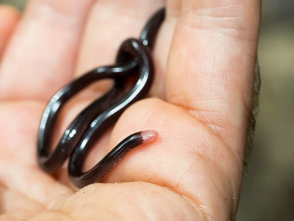 Trinidad Blind Snake (Typhlophis squamosus)
