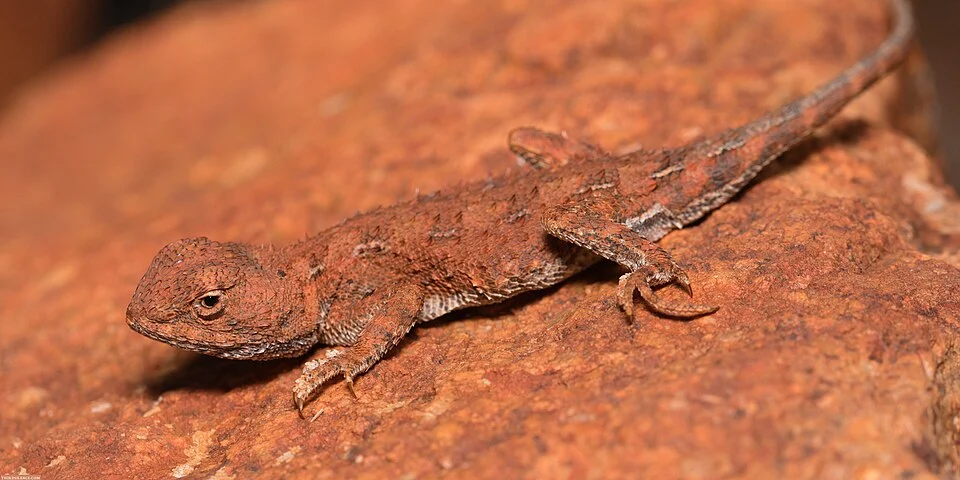 Photo of Centralian Earless Dragon (undefined) uploaded from iNaturalist.