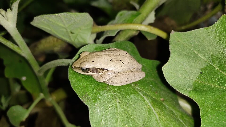 Himalayan tree frog (Polypedates himalayensis) Photograph By Virendra Kumar