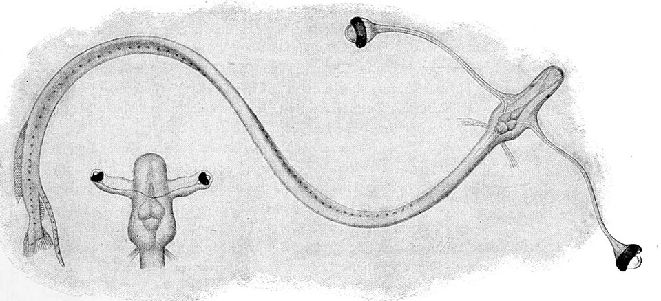 Idiacanthus fasciola juvenile