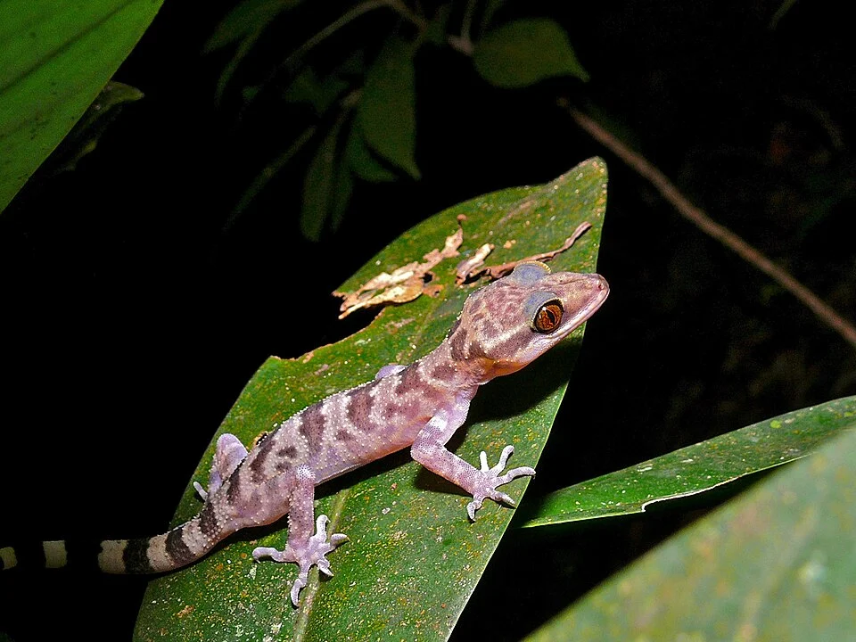 Mount Kinabalu NP, Sabah, MALAYSIA