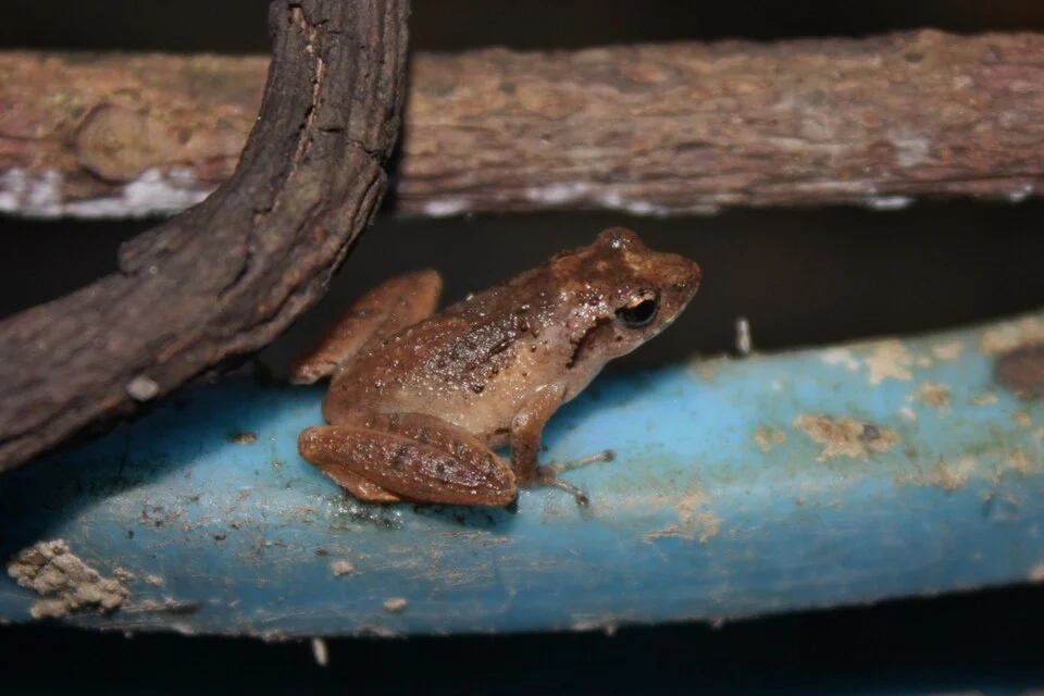 Romer's Tree Frog (Liuixalus romeri).

Tsui Hang area and an unlikely blue bucket breeding habitat.