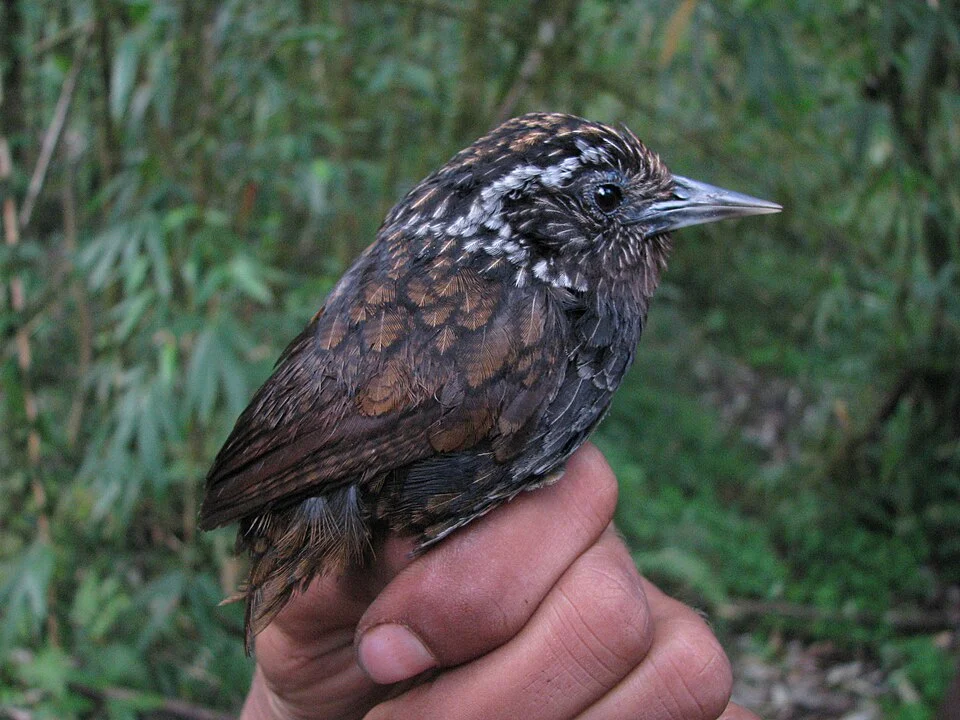Wedge-billed Wren-Babbler (Sikkim Wedge-billed Babbler) photographed in the hand after being netted and ringed at Eaglenest Wildlife Sanctuary, Arunachal Pradesh, India