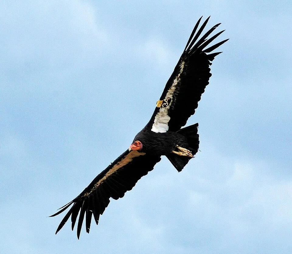 (1 in a multiple picture album)
This is a stock photo of a California Condor in flight. When you see them sitting they are just a blob of black and they don't look that large. There is not much beauty to them. Their face is one only a mother could love.

BUT . . . when they fly, they are beautiful. I watched one soar over the Grand Canyon last week. He was something to see.  When he had enough of soaring, he tucked in his wings and dive bombed down to a ledge, opening his wings again only just before landing. Amazing thing!