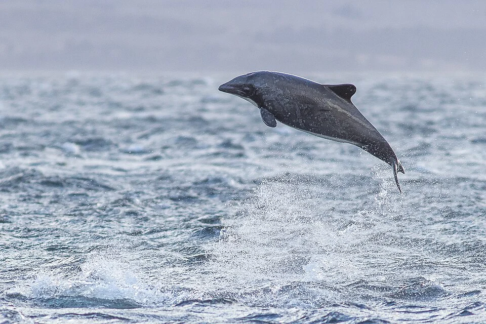 Chilean Dolphin (Cephalorhynchus eutropia) in Chile