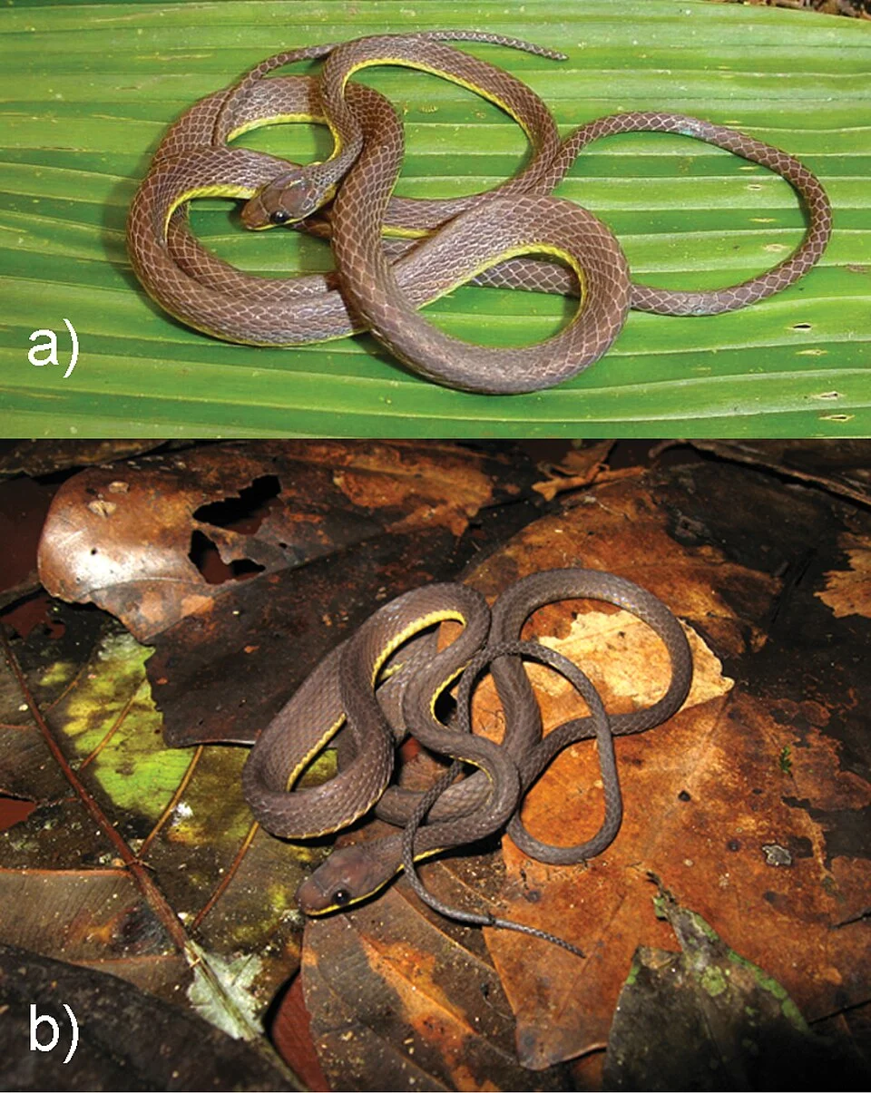 Photographs of some diaphorolepidine species in life: Synophis bicolor UTA R-55956 (a), and S. cf. bicolor MHUA 14577 (b).