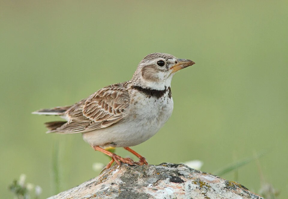 Calandra Lark (Melanocorypha calandra) in Extremadura - Spain