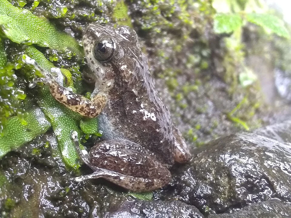 A Tiburon Stream Frog (Eleutherodactylus semipalmatus) in the wild. sitting next to a rapidly flowing streamlet in a small brook.