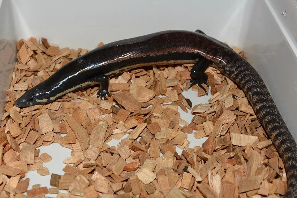 Sphenomorphus muelleri in captivity.