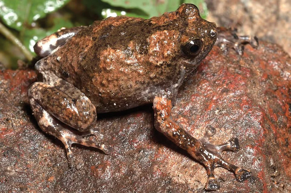 Kaloula kalingensis (KU 330273) from forests below the crater of Mt. Cagua. Photo: RMB.