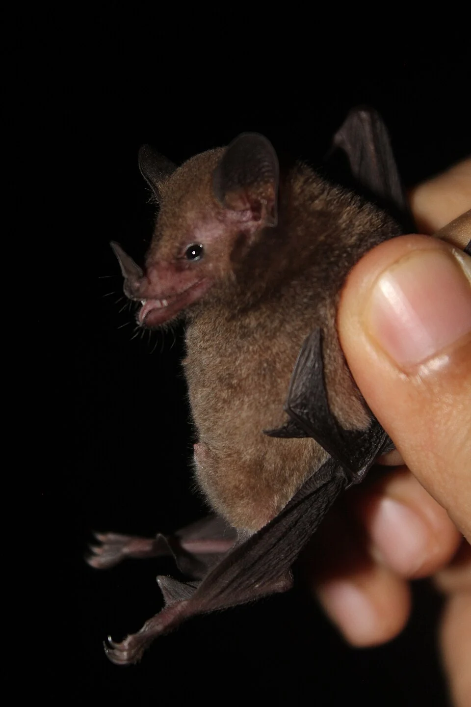 Goldman's Nectar Bat (Lonchophylla concava) in Panama