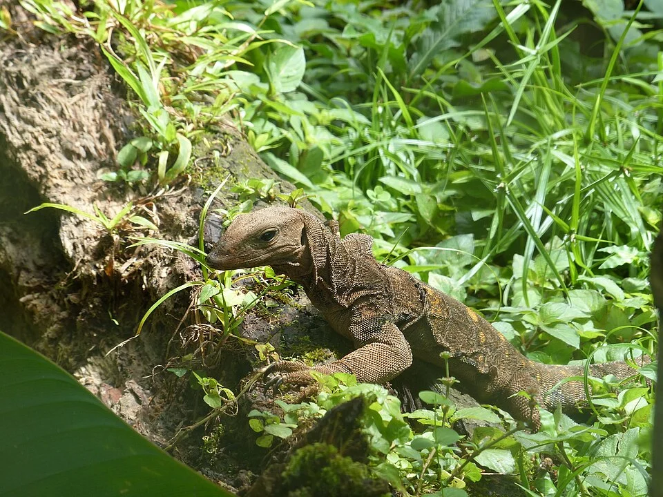 Varanus spinulosus in captivity