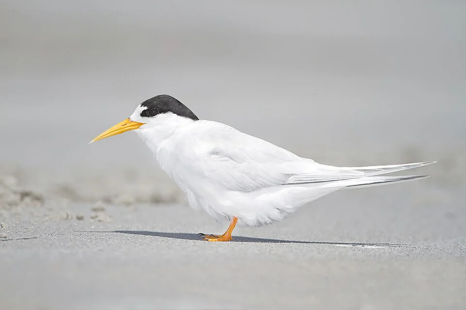 Fairy Tern Sternula nereis, Little Swanport, Tasmania, Australia