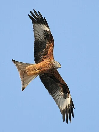 A Red Kite