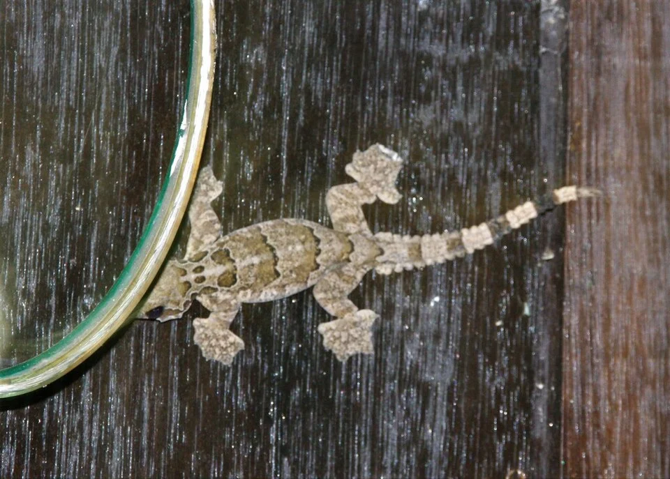 A species of gekko genus