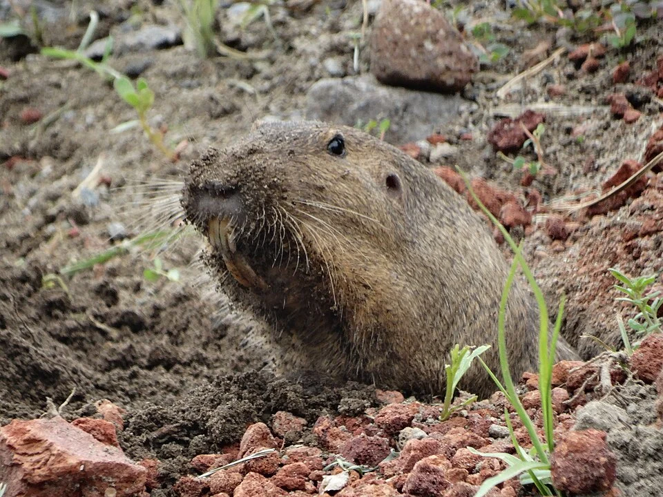 Oriental Basin Pocket Gopher (Cratogeomys fulvescens)