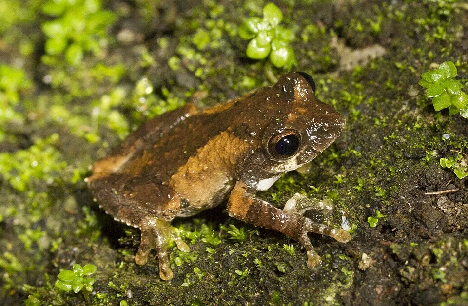 Temple tree frog (Kurixalus idiootocus) from Taipei, Taiwan.