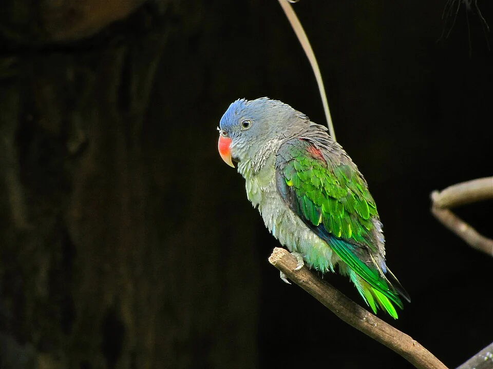 Bird Park Kuala Lumpur