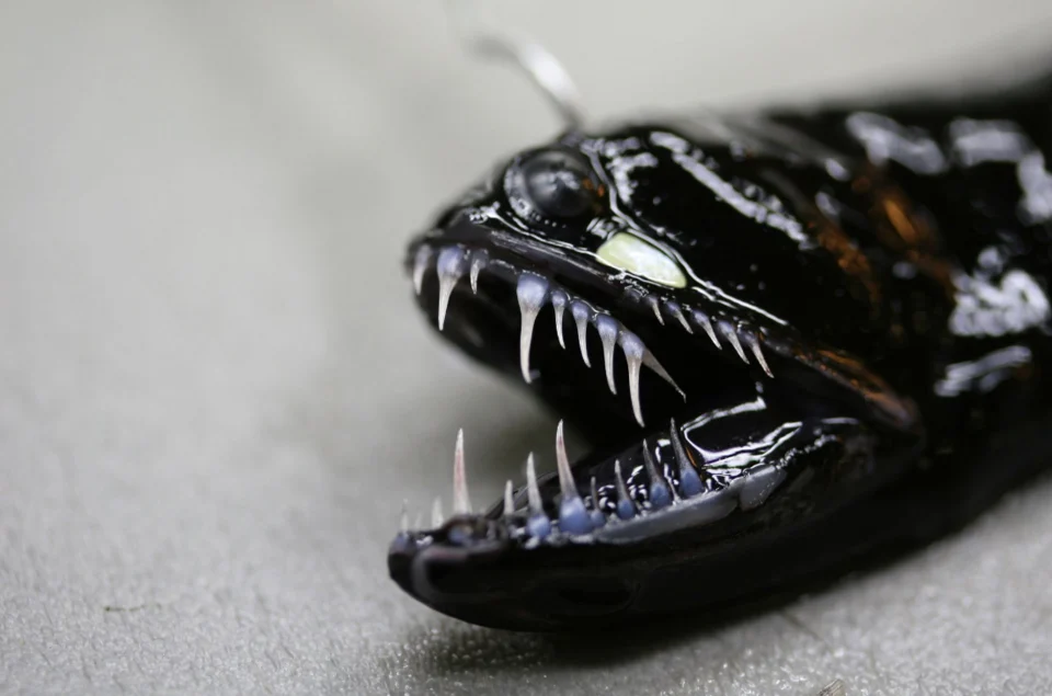 The head of a preserved specimen of Melanostomias bartonbeani (Scaleless black dragonfish). RMNH.PISC.35828_3  from the Naturalis Biodiversity Center.