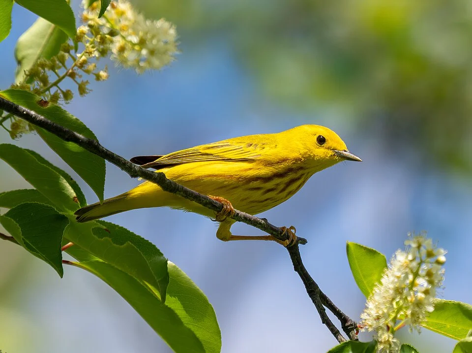 Yellow Warbler Setophaga aestiva male in the Jamaica Bay Wildlife Refuge