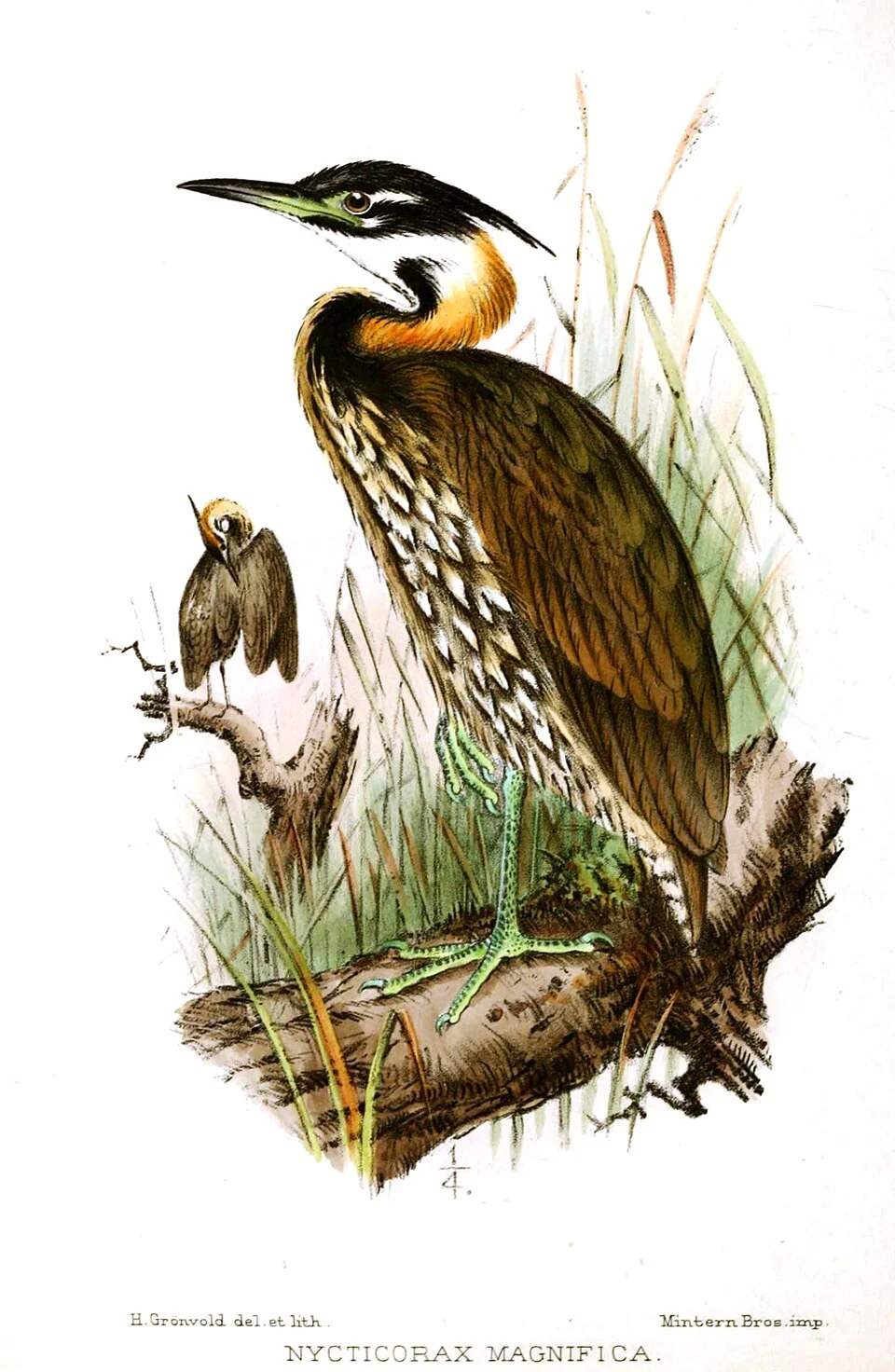 Nycticorax magnifica  = Gorsachius magnificus
