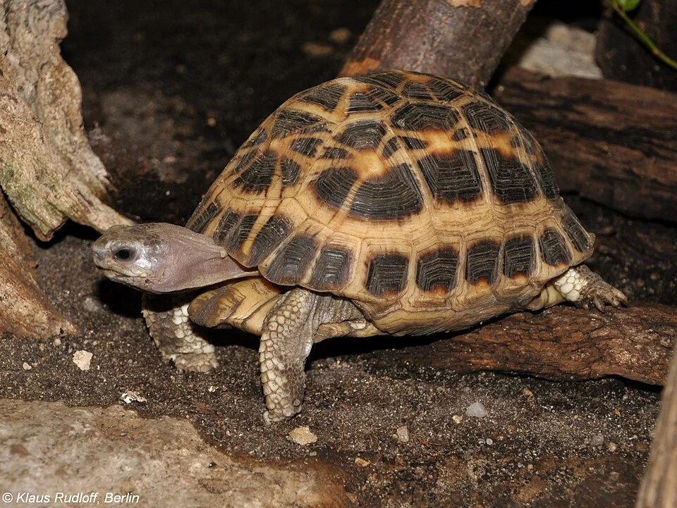 Spider tortoise
