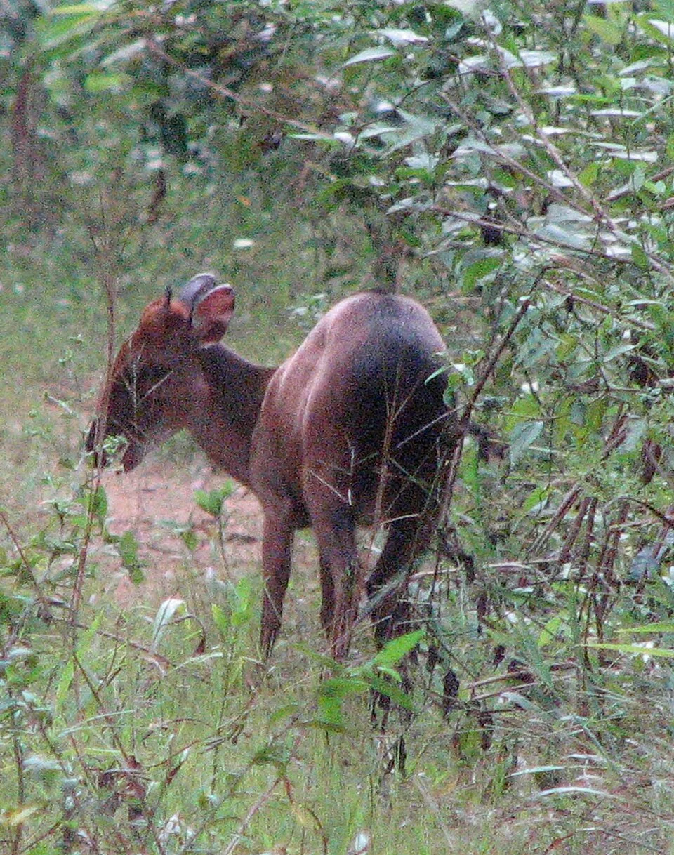 Peters's Duiker (Cephalophus callipygus), shot from behind amongst vegetation. Campo Ma'an National Park, Cameroon. 14-06-08.