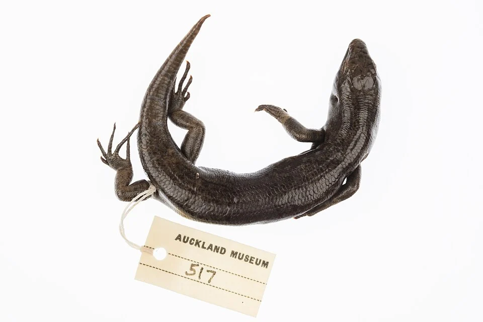None (Oligosoma nigriplantare); image from matched species article
