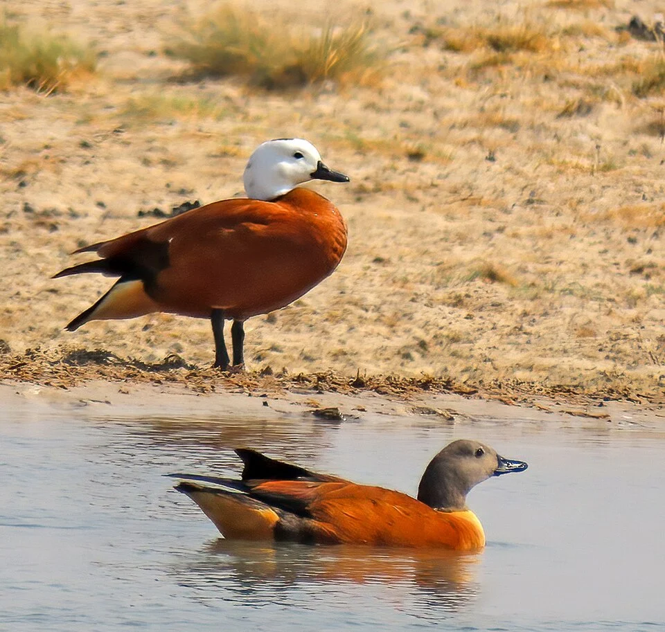 South African Shelduck (Tadorna cana)