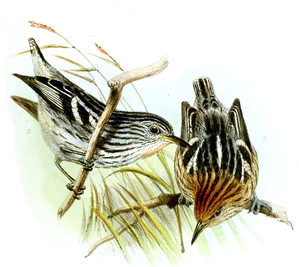 Myrmotherula multostriata male (left) & female (right)