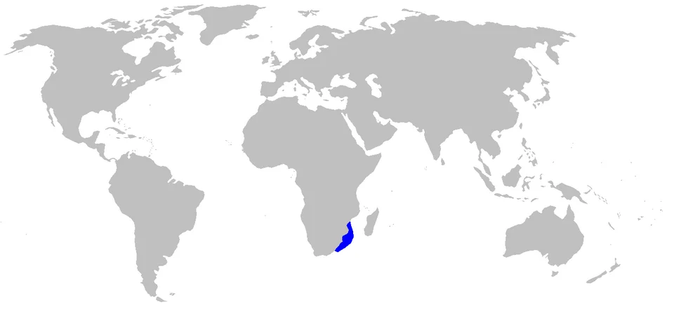 Distribution map for Halaelurus lineatus