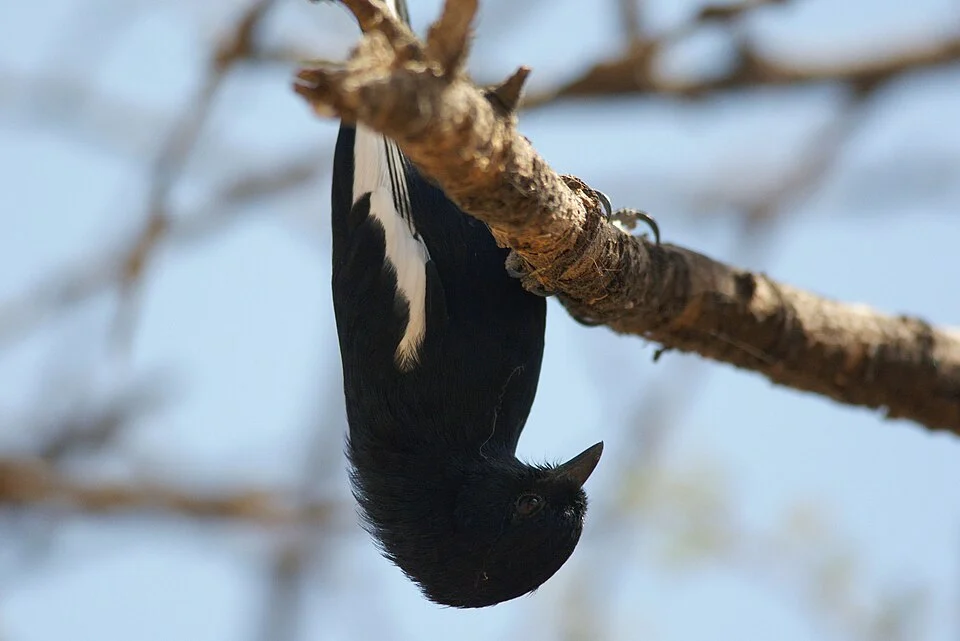 White-winged black tit at Lake Abiata, Ethiopia